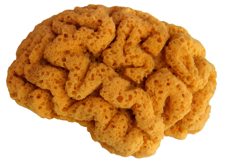 Sponge